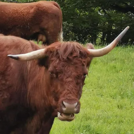 فندق مبيت وإفطار Acs D'hotes Jusqu'a 4 Personnes Bagnols (Puy-de-Dome)